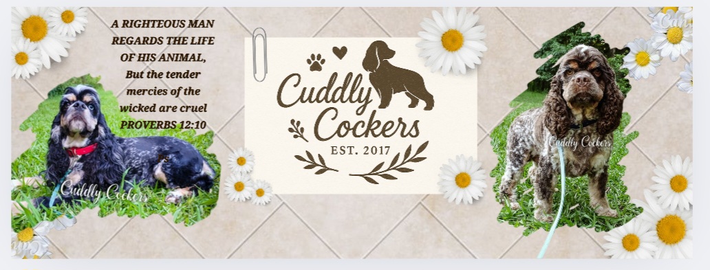 Cuddly Cockers