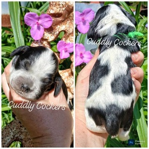 Calypso