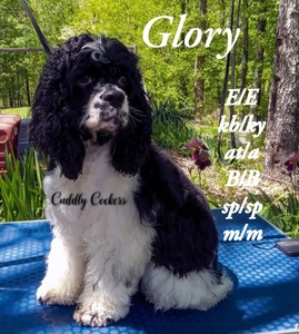 Cuddly Cockers Star Kissed Glory (Glory)