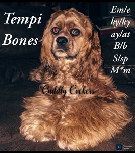 Cuddly Cockers Mt. Honey Temperance Bones (Tempi Bones)