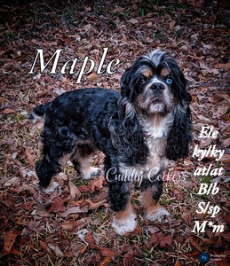 Cuddly Cockers Spiced Maple Latte  (Maple )