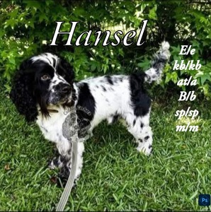 Hansel (Hansel)