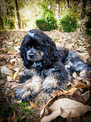 Cuddly Cockers Gypsy's Twilight Moon  (Gypsy )