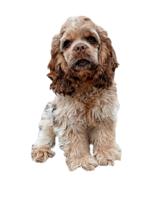 Toffee (Ouiser) (Toffee)