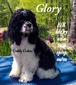 Cuddly Cockers Star Kissed Glory (Glory)