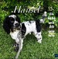 Hansel (Hansel)