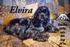 Elvira Blue Moon (Elvira)