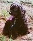 Brownie (RIP)